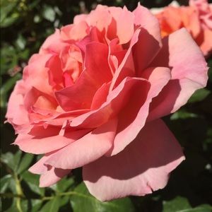 Meet your Posher, Cassidy